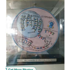 Rna Mechanism Of Protein System